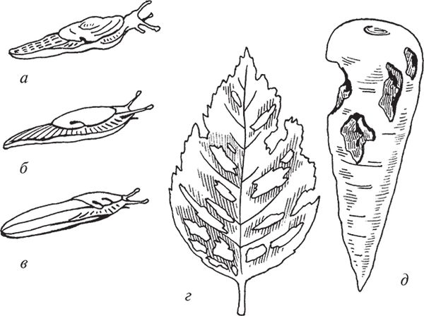 Сергей Кашин - Защита от болезней и вредителей сада и огорода. Эффективная...