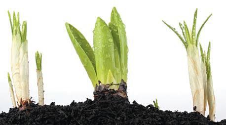 Лариса Петровская - Луковичные цветы: выбираем, выращиваем, наслаждаемся