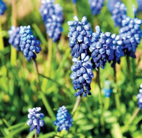 Лариса Петровская - Луковичные цветы: выбираем, выращиваем, наслаждаемся