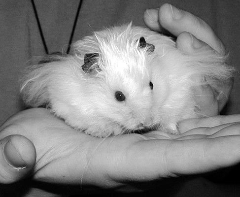 Дарья Нестерова - Хомячки