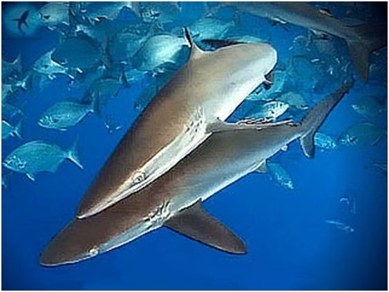 Владимир Коркош - Этот загадочный подводный мир