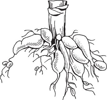 Сергей Кашин - Защита от болезней и вредителей сада и огорода. Эффективная...