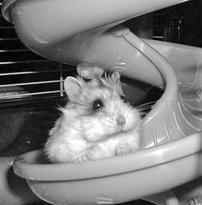 Дарья Нестерова - Хомячки