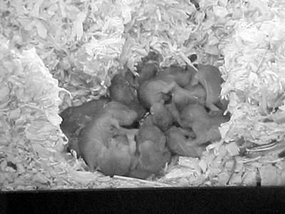 Дарья Нестерова - Хомячки