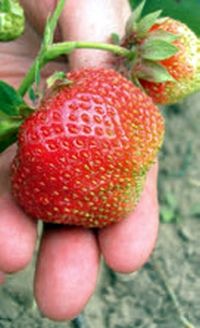 Владимир Щекин - Земляника на вашем участке