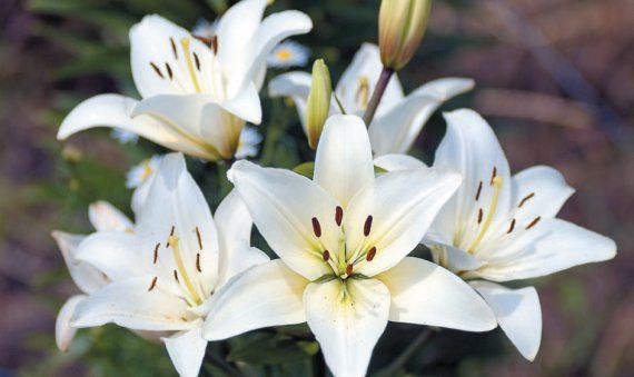 Лариса Петровская - Луковичные цветы: выбираем, выращиваем, наслаждаемся