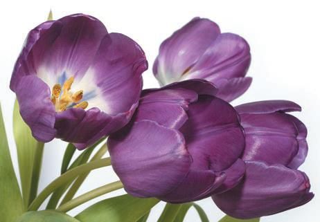 Лариса Петровская - Луковичные цветы: выбираем, выращиваем, наслаждаемся