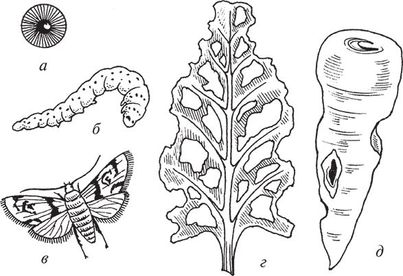 Сергей Кашин - Защита от болезней и вредителей сада и огорода. Эффективная...