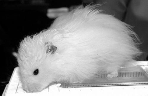 Дарья Нестерова - Хомячки