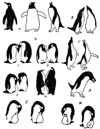 Рени Шовен - От пчелы до гориллы