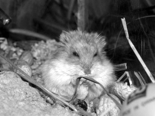 Дарья Нестерова - Хомячки