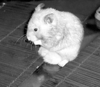 Дарья Нестерова - Хомячки