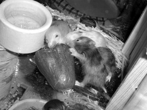 Дарья Нестерова - Хомячки