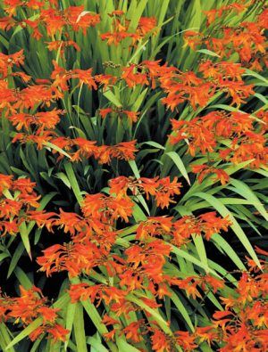 Лариса Петровская - Луковичные цветы: выбираем, выращиваем, наслаждаемся