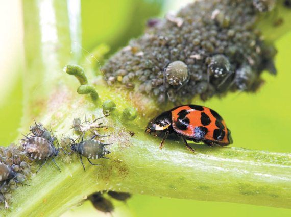 Лариса Петровская - Луковичные цветы: выбираем, выращиваем, наслаждаемся