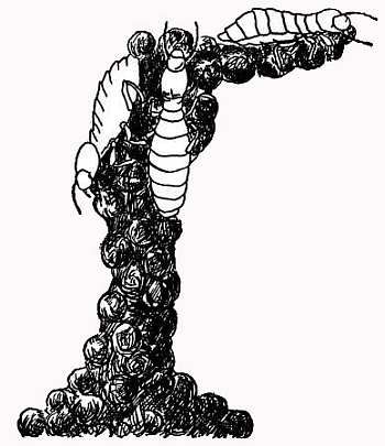 Рени Шовен - От пчелы до гориллы