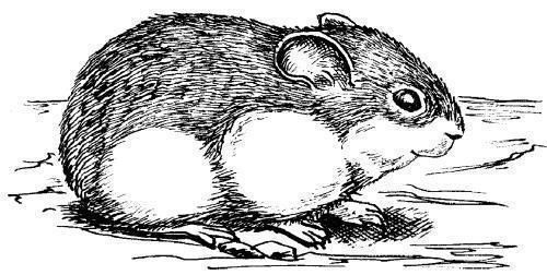 Дарья Нестерова - Хомячки