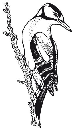 С. Каплун - Физика