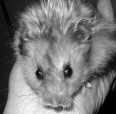 Дарья Нестерова - Хомячки