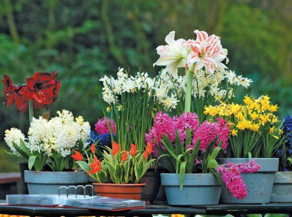 Лариса Петровская - Луковичные цветы: выбираем, выращиваем, наслаждаемся