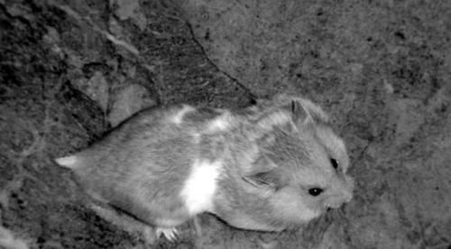 Дарья Нестерова - Хомячки