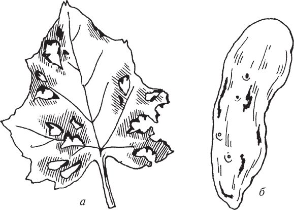 Сергей Кашин - Защита от болезней и вредителей сада и огорода. Эффективная...