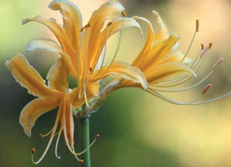 Лариса Петровская - Луковичные цветы: выбираем, выращиваем, наслаждаемся