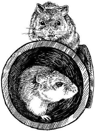 Дарья Нестерова - Хомячки