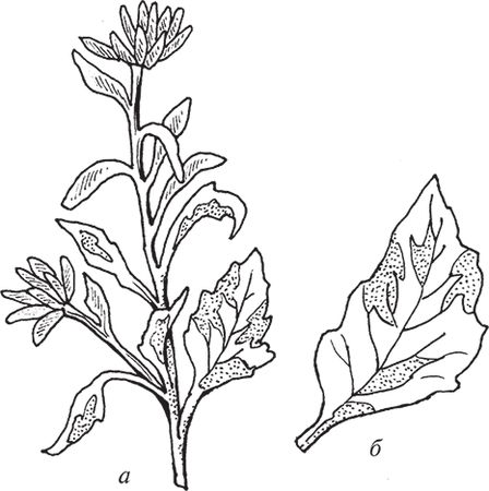 Сергей Кашин - Защита от болезней и вредителей сада и огорода. Эффективная...