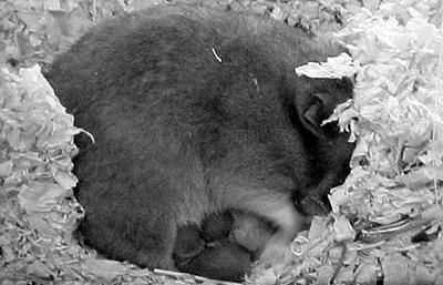 Дарья Нестерова - Хомячки