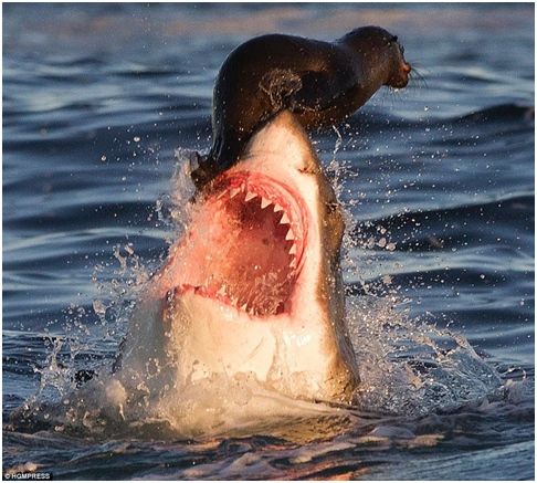 Владимир Коркош - Этот загадочный подводный мир