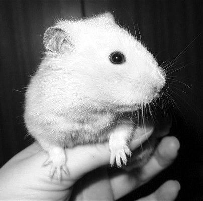 Дарья Нестерова - Хомячки