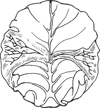 Сергей Кашин - Защита от болезней и вредителей сада и огорода. Эффективная...