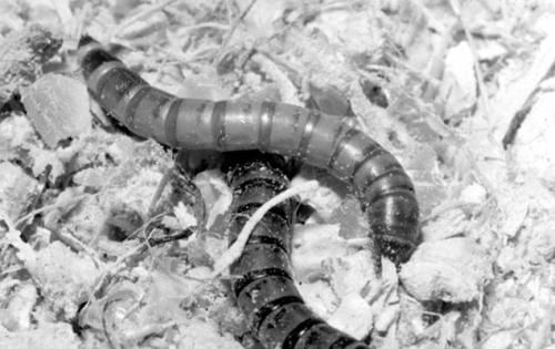 Дарья Нестерова - Хомячки