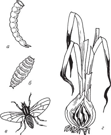 Сергей Кашин - Защита от болезней и вредителей сада и огорода. Эффективная...