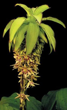 Лариса Петровская - Луковичные цветы: выбираем, выращиваем, наслаждаемся