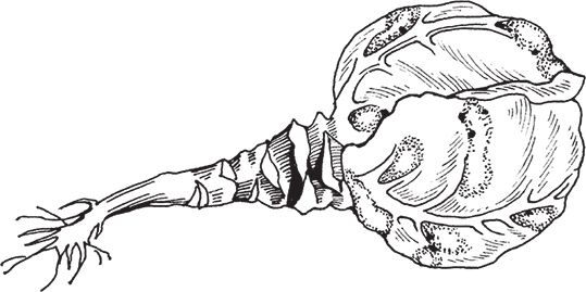 Сергей Кашин - Защита от болезней и вредителей сада и огорода. Эффективная...
