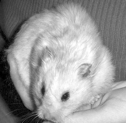 Дарья Нестерова - Хомячки