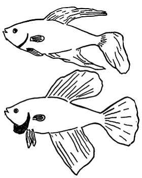 Рени Шовен - От пчелы до гориллы