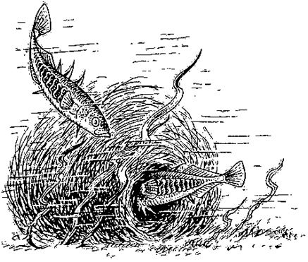 Владимир Коркош - Этот загадочный подводный мир