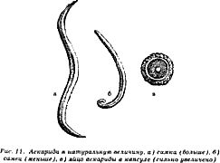 Геннадий Малахов - Жизнь без паразитов