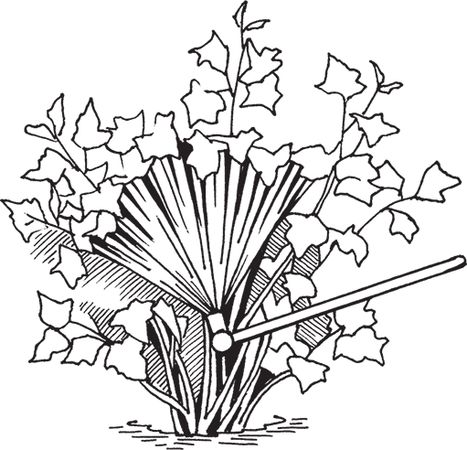 Сергей Кашин - Защита от болезней и вредителей сада и огорода. Эффективная...