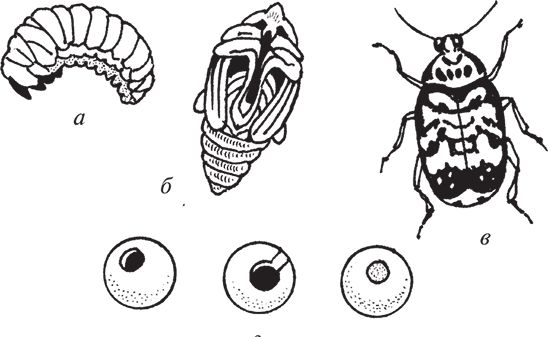 Сергей Кашин - Защита от болезней и вредителей сада и огорода. Эффективная...