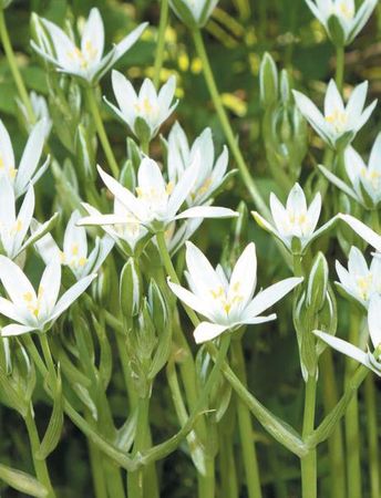 Лариса Петровская - Луковичные цветы: выбираем, выращиваем, наслаждаемся