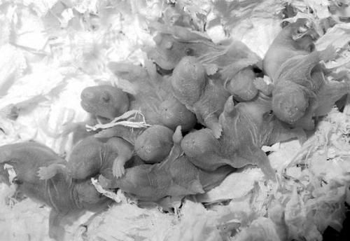 Дарья Нестерова - Хомячки