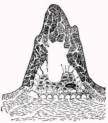 Рени Шовен - От пчелы до гориллы