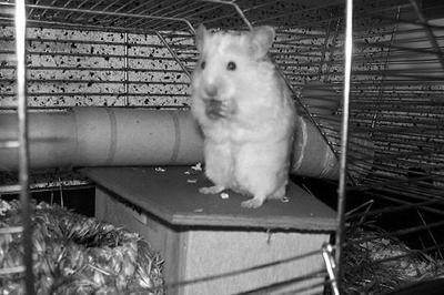 Дарья Нестерова - Хомячки