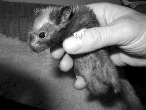 Дарья Нестерова - Хомячки