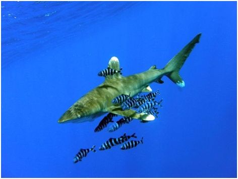 Владимир Коркош - Этот загадочный подводный мир