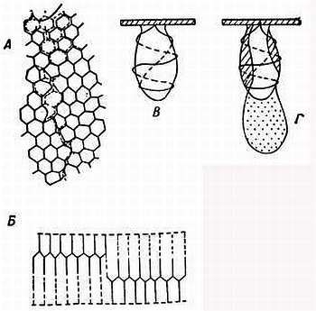 Рени Шовен - От пчелы до гориллы